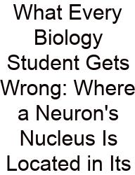 What Every Biology Student Gets Wrong: Where A Neuron's Nucleus Is Located In Its