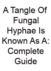 A Tangle Of Fungal Hyphae Is Known As A: Complete Guide