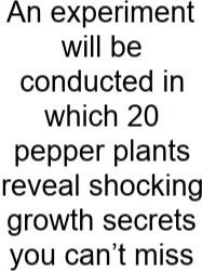 An Experiment Will Be Conducted In Which 20 Pepper Plants Reveal Shocking Growth Secrets You Can’t Miss