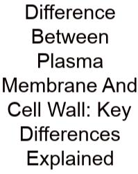 Difference Between Plasma Membrane And Cell Wall: Key Differences Explained