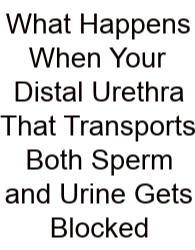 What Happens When Your Distal Urethra That Transports Both Sperm And Urine Gets Blocked