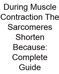 During Muscle Contraction The Sarcomeres Shorten Because: Complete Guide