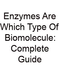 Enzymes Are Which Type Of Biomolecule: Complete Guide