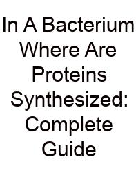 In A Bacterium Where Are Proteins Synthesized: Complete Guide