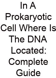 In A Prokaryotic Cell Where Is The DNA Located: Complete Guide