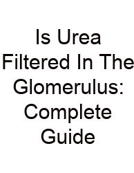 Is Urea Filtered In The Glomerulus: Complete Guide