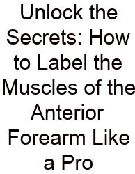 Unlock The Secrets: How To Label The Muscles Of The Anterior Forearm Like A Pro