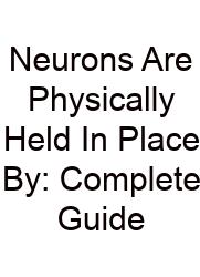 Neurons Are Physically Held In Place By: Complete Guide