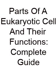 Parts Of A Eukaryotic Cell And Their Functions: Complete Guide