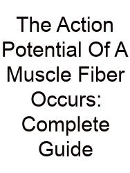 The Action Potential Of A Muscle Fiber Occurs: Complete Guide
