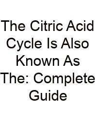 The Citric Acid Cycle Is Also Known As The: Complete Guide