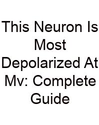 This Neuron Is Most Depolarized At Mv: Complete Guide