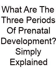 What Are The Three Periods Of Prenatal Development? Simply Explained