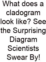 What Does A Cladogram Look Like? See The Surprising Diagram Scientists Swear By!