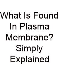 What Is Found In Plasma Membrane? Simply Explained