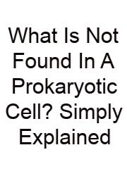 What Is Not Found In A Prokaryotic Cell? Simply Explained