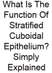 What Is The Function Of Stratified Cuboidal Epithelium? Simply Explained