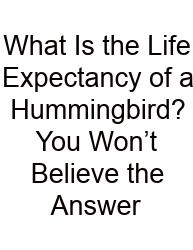 What Is The Life Expectancy Of A Hummingbird? You Won’t Believe The Answer
