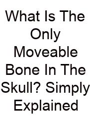 What Is The Only Moveable Bone In The Skull? Simply Explained