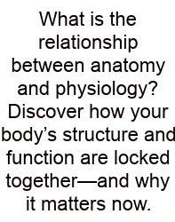 What Is The Relationship Between Anatomy And Physiology? Discover How Your Body’s Structure And Function Are Locked Together—and Why It Matters Now.