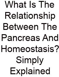 What Is The Relationship Between The Pancreas And Homeostasis? Simply Explained