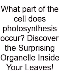 What Part Of The Cell Does Photosynthesis Occur? Discover The Surprising Organelle Inside Your Leaves!