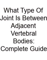 What Type Of Joint Is Between Adjacent Vertebral Bodies: Complete Guide