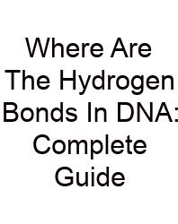 Where Are The Hydrogen Bonds In DNA: Complete Guide