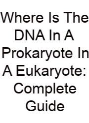 Where Is The DNA In A Prokaryote In A Eukaryote: Complete Guide