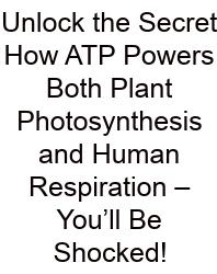Unlock The Secret How ATP Powers Both Plant Photosynthesis And Human Respiration – You’ll Be Shocked!