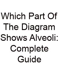 Which Part Of The Diagram Shows Alveoli: Complete Guide
