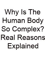 Why Is The Human Body So Complex? Real Reasons Explained